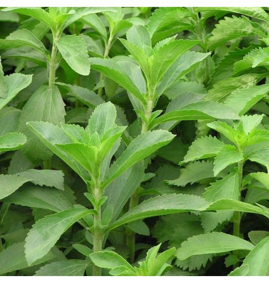 Dišavnice Stevia rebaudiana Ø10,5