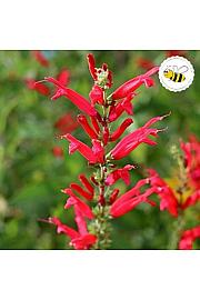 Kadulja Salvia ANANAS Ø10.5