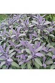 Dišavnice SALVIA NAZARETH/PURPURASCENS Ø10,5