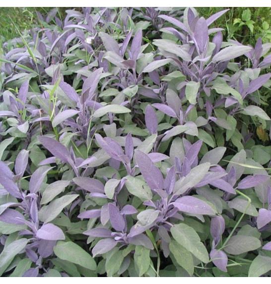 Dišavnice SALVIA NAZARETH/PURPURASCENS Ø10,5