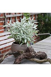 Aromatične biljke SALVIA GROWERS FRIEND Ø10.5