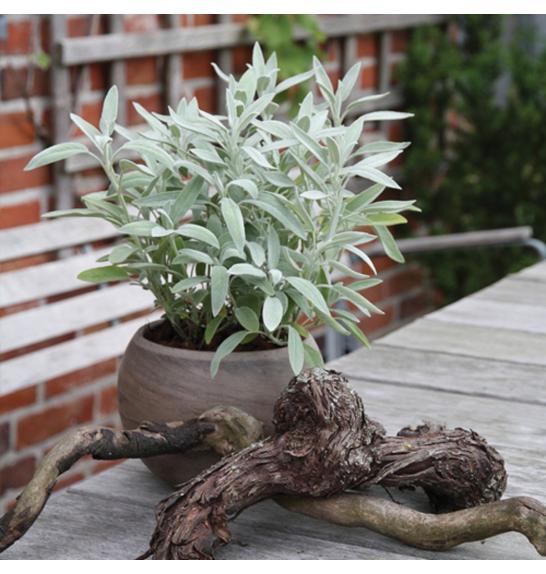 Dišavnice SALVIA GROWERS FRIEND Ø10,5