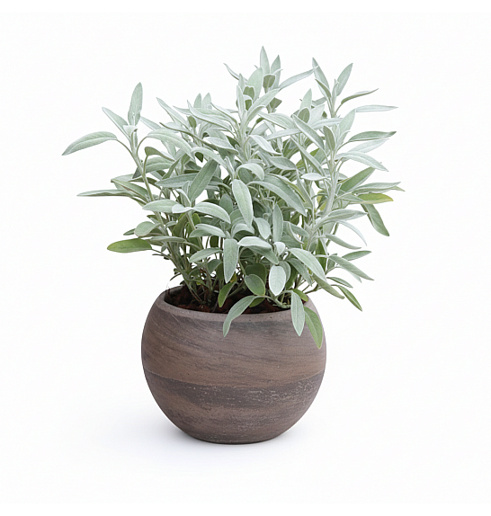 Dišavnice SALVIA GROWERS FRIEND Ø10,5