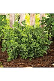 Dišavnice PETROSILEUM GIGANTE´D ITALIA Ø10,5