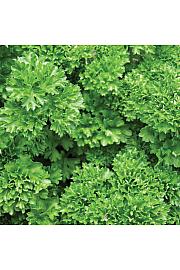 Dišavnice PETROSILEUM CRISPUM Ø10,5