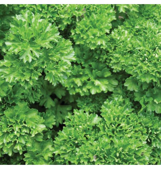 Dišavnice PETROSILEUM CRISPUM Ø10,5