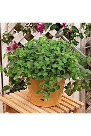 Začinsko bilje Origano vulgare Ljut i začinjen Ø10.5