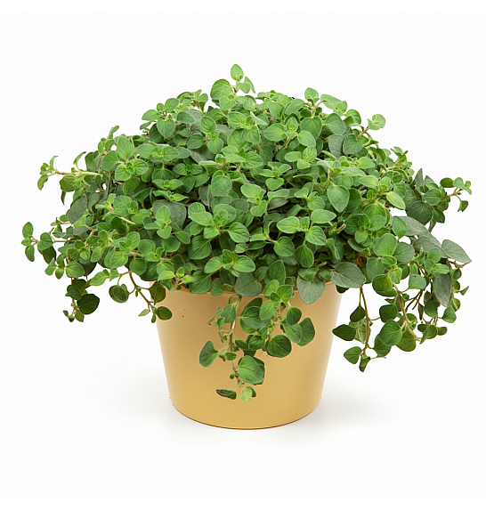 Dišavnice Origano vulgare Hot And Spicy Ø10,5