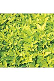 Dišavnice Origano vulgare Gold Ø10,5