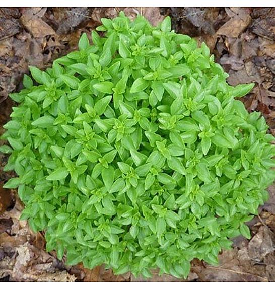 Dišavnice Origano vulgare Ø10,5