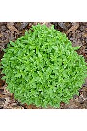 Začinsko bilje Origano vulgare Ø10.5