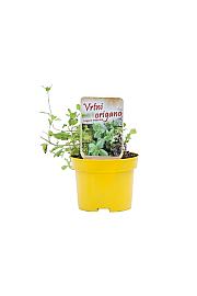 Dišavnice Origano vulgare Ø10,5