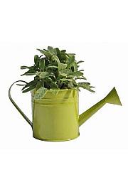 Dišavnice Ø9 mix zalivalka