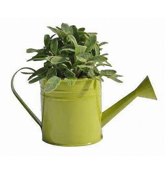 Dišavnice Ø9 mix zalivalka