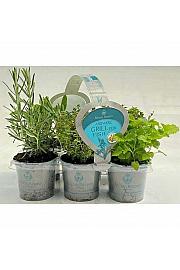 Dišavnice Ø9 mix 6 pack fish grill