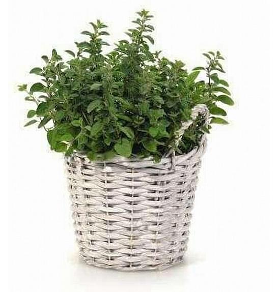 Dišavnice Ø18 mix pleteni leseni lonček