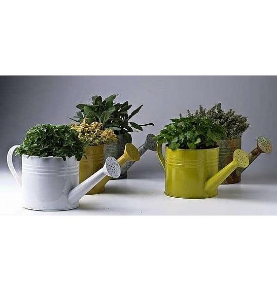 Dišavnice Ø14 mix zalivalka