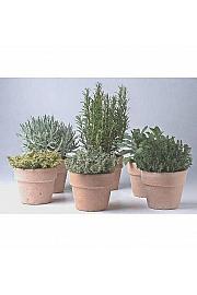 Dišavnice Ø14 mix terracotta lonec