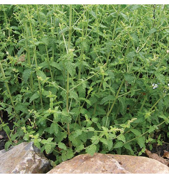 Dišavnice Mentha x piperita Strawberry Ø 10,5