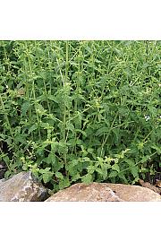 Metvica Mentha x piperita Jagoda Ø 10,5