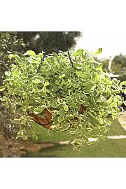 Dišavnice Mentha PINEAPPLE  Ø10,5