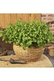 Mirisni štapići Mentha MAROKANSKE boje Ø10,5