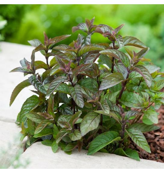 Dišavnice Mentha CHOCOLATE Ø10,5