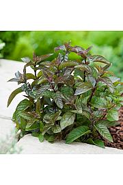 Mirisne svijeće Mentha CHOCOLATE Ø10.5