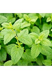 Difuzori mirisa MELISSA Ø10.5