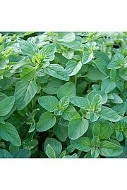 Aromatične biljke MAJORANA HORTENSIS Ø10.5