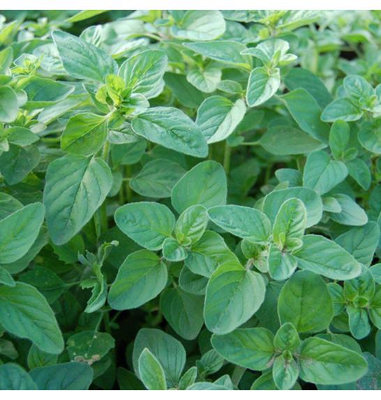 Dišavnice MAJORANA HORTENSIS Ø10,5