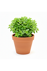 Dišavnice MAJORANA HORTENSIS Ø10,5