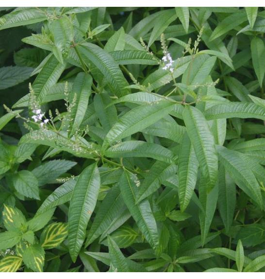 Dišavnice Lippia citrodora Ø10,5