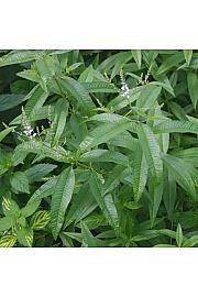 Lippia citrodora aromatične biljke Ø10,5