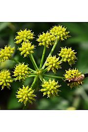 Dišavnice Levisticum officinale Ø10,5