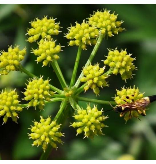 Dišavnice Levisticum officinale Ø10,5