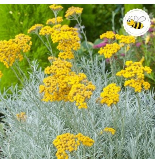 Dišavnice Helichrysum ang. 