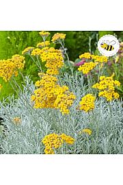 Helichrysum Tall Curry Ø10.5