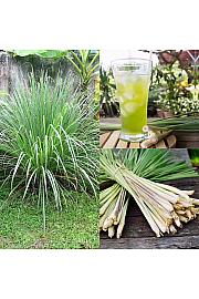Mirisi Cymbopogon citratus Ø12