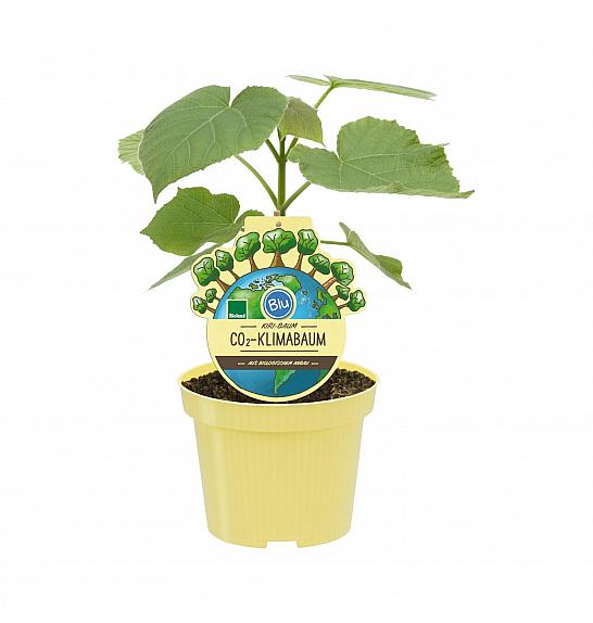 Paulownia fortunei x P. tomentosa; Paulownia; Ø15;998809;BLU