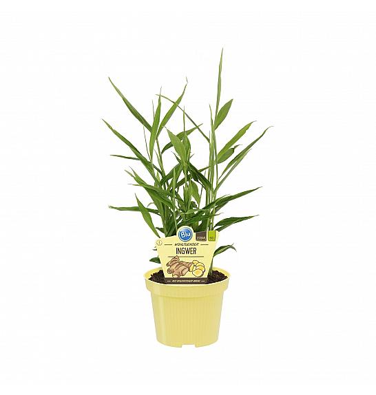Zingiber officinale; Ingver; Ø12; 708861;BLU