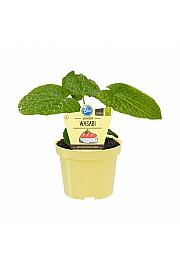Wasabia japonica; Wasabi; Ø12;700766;BLU