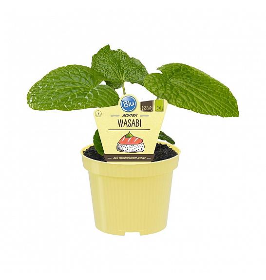 Wasabia japonica; Wasabi; Ø12;700766;BLU