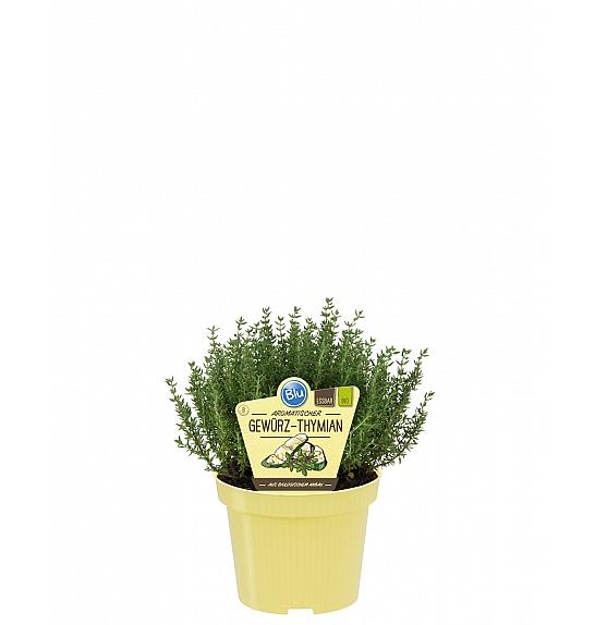 Thymus vulgaris; Timijan; Ø12;700080;BLU