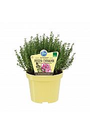Thymus ssp.; Timijan-vrtnica aroma; Ø12;708001;BLU