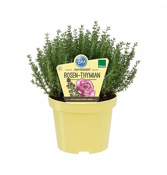 Thymus ssp.; Timijan-vrtnica aroma; Ø12;708001;BLU