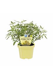 Tagetes lemmonii compacta; Citronski tagetes; Ø12;700224;BLU