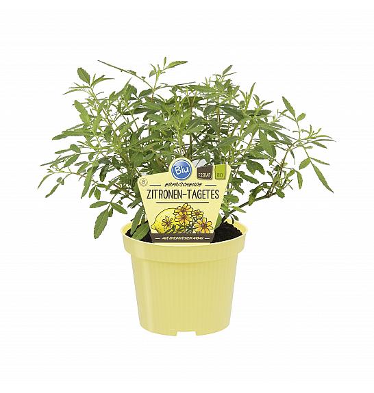 Tagetes lemmonii compacta; Citronski tagetes; Ø12;700224;BLU