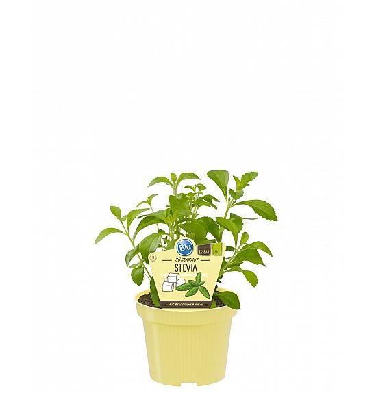 Stevia rebaudiana; Sladka Stevija; Ø12;700260;BLU