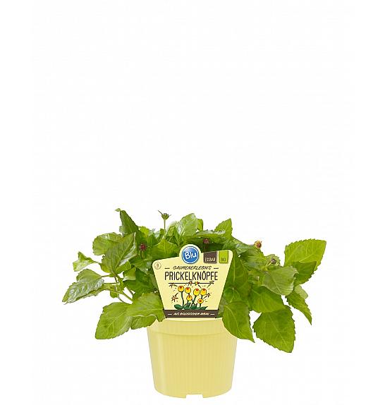 Spilanthes oleracea; Zdravilni spilantes; Ø12;700437;BLU